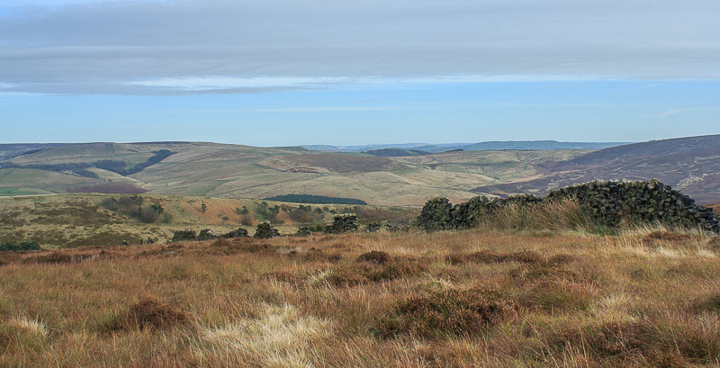 Wild Moor Wild Moor